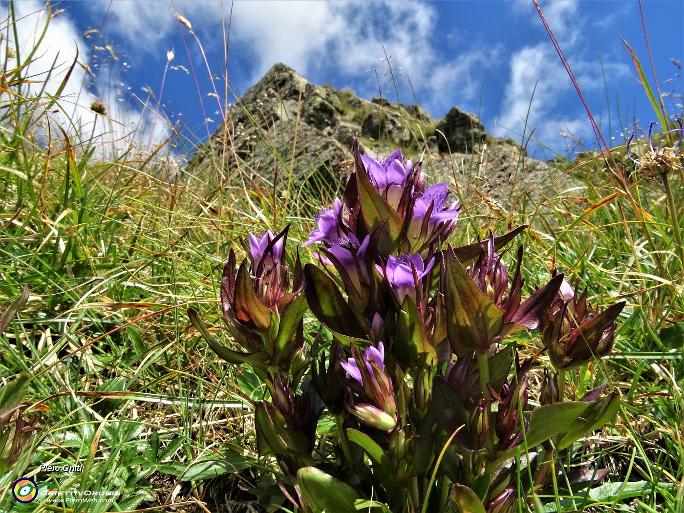 44 Genzianella germanica (Gentianella germanica) in fiore.JPG